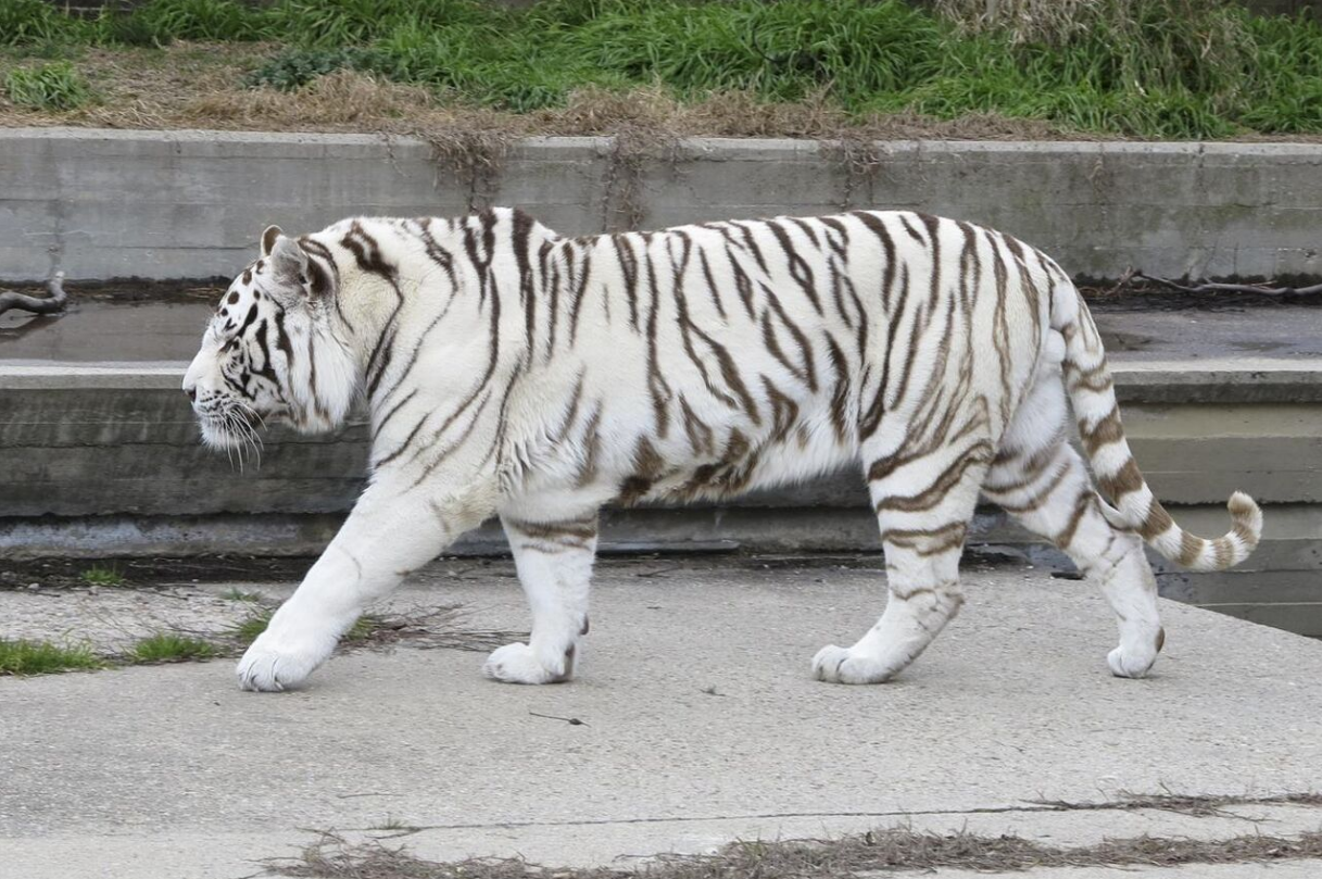 white tigers