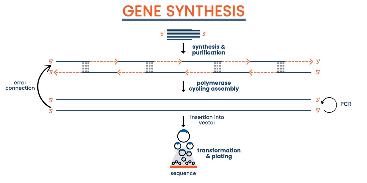 Gene Synthesis Service