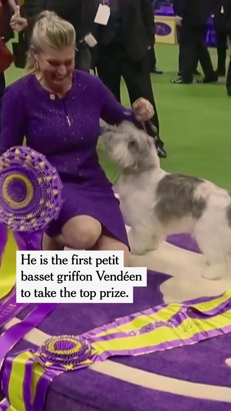 Westminster Dog Show 2024: Unleashing Top Contenders!