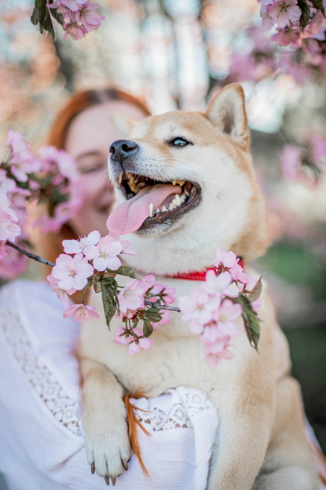 Happy dog with owner posing in front of a tree with pink flowers