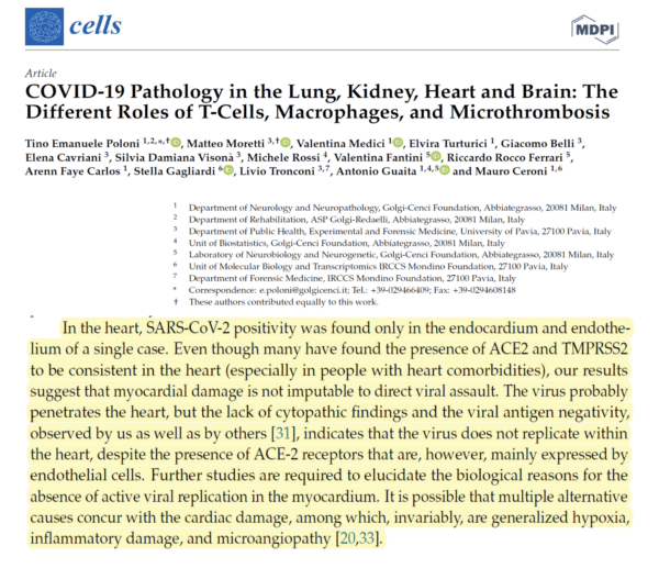 Poloni TE, Moretti M, Medici V, Turturici E, Belli G, Cavriani E, Visonà SD, Rossi M, Fantini V, Ferrari RR, Carlos AF, Gagliardi S, Tronconi L, Guaita A, Ceroni M. COVID-19 Pathology in the Lung, Kidney, Heart and Brain: The Different Roles of T-Cells, Macrophages, and Microthrombosis. Cells. 2022 Oct 4;11(19):3124. doi: 10.3390/cells11193124. PMID: 36231087; PMCID: PMC9563269.