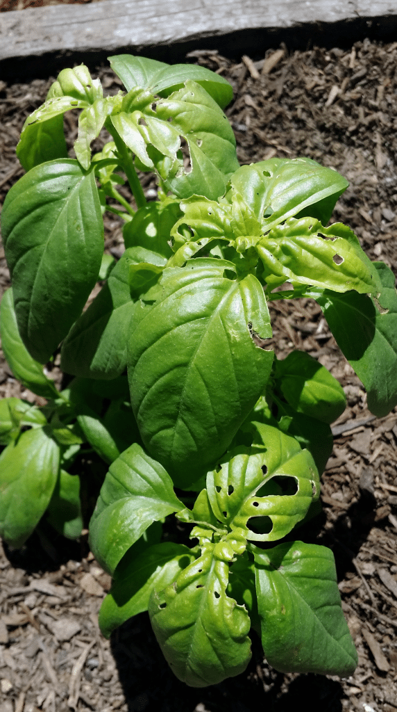 Plant Damage