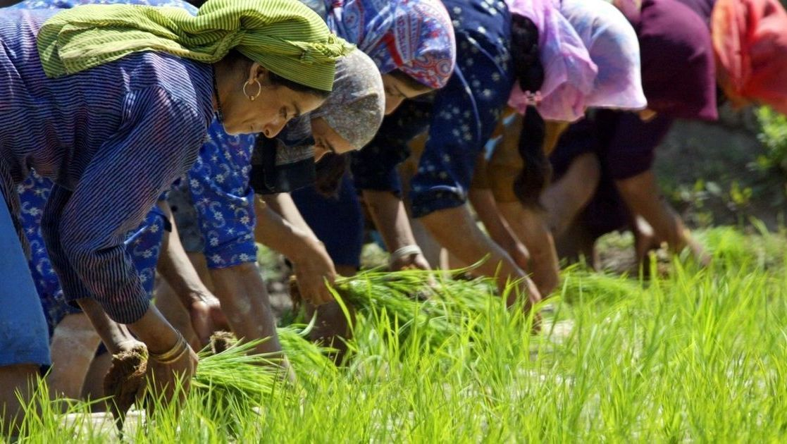 Mushk Budiji Rice  | UPSC Agriculture