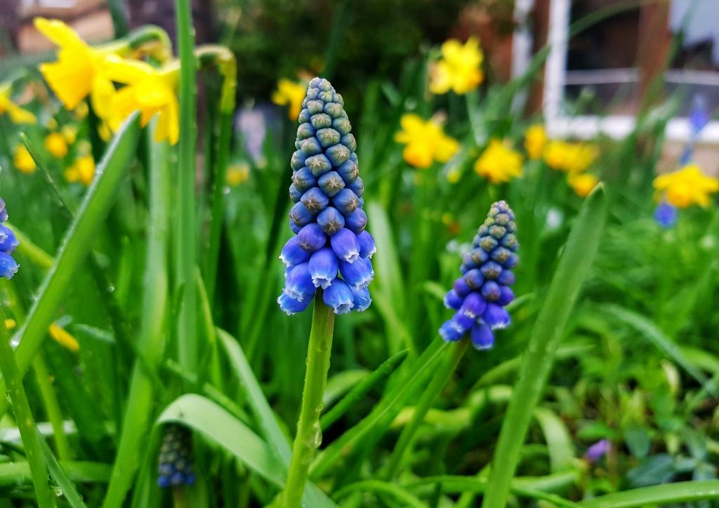 Ein Bild, das Pflanze, draußen, Frühling, Kräuterpflanze enthält.

Automatisch generierte Beschreibung