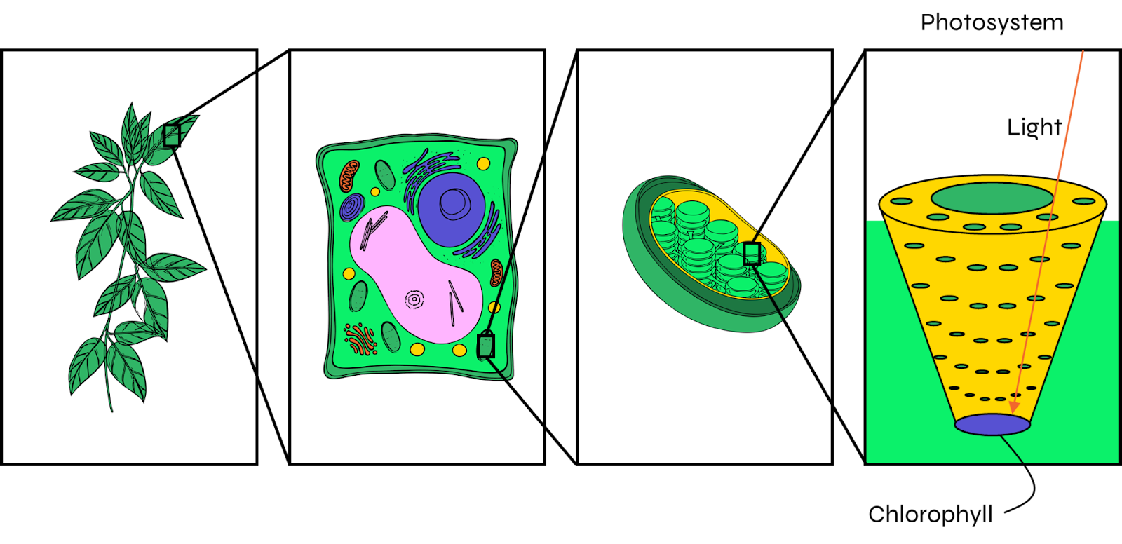 light dependent reaction photosynthesis - image 4 - leaf cell structure zooming in