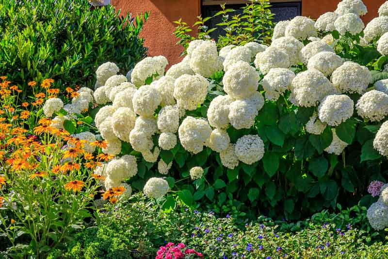 Sevenbark Hydrangea (Hydrangea arborescens 'Annabelle')