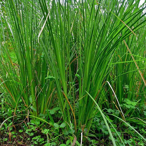What is kusha grass