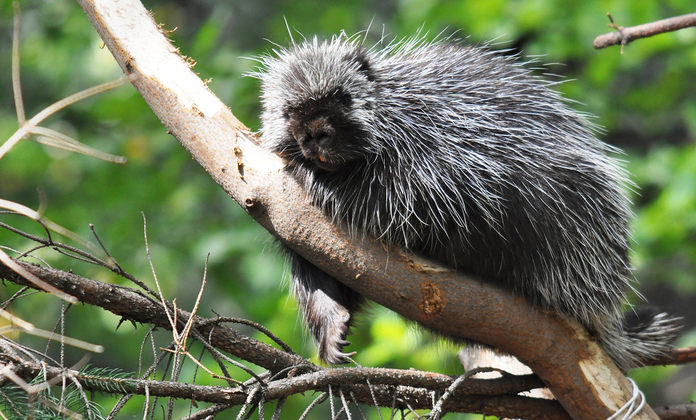 North American porcupine (small, dark colored animal with long white quills) in a tree