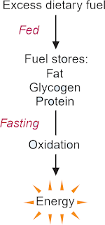 Regulasi Metabolisme Saat Keadaan Makan dan Berpuasa