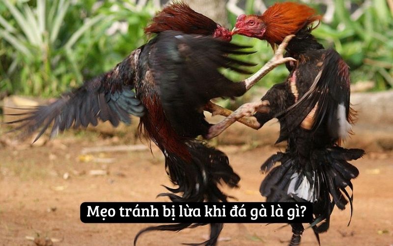 Mẹo tránh bị lừa khi đá gà là gì?