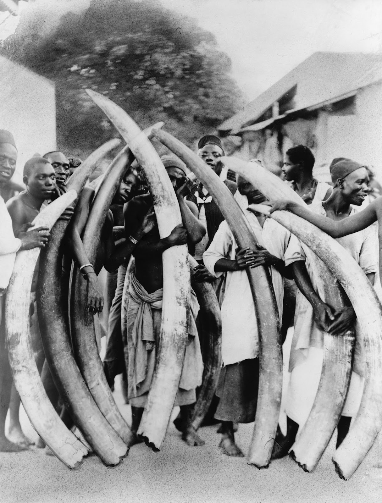 Танзанийские аборигены с бивнями слонов.