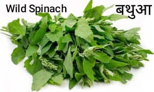 Wild Spinach