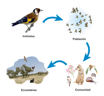 dibujo del ecosistema terrestre