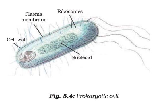 Prokaryotic Cell