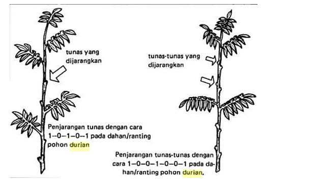 Agar pohon durian tidak tinggi
