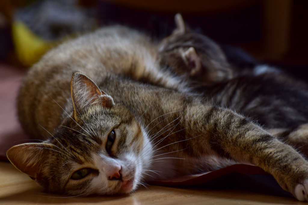 Is Pregnancy Painful for Cats? Discover the Truth Behind Their Labor