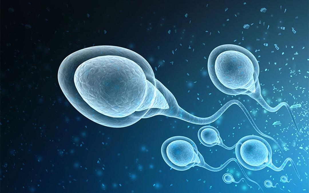 A close-up of a sperm

Description automatically generated