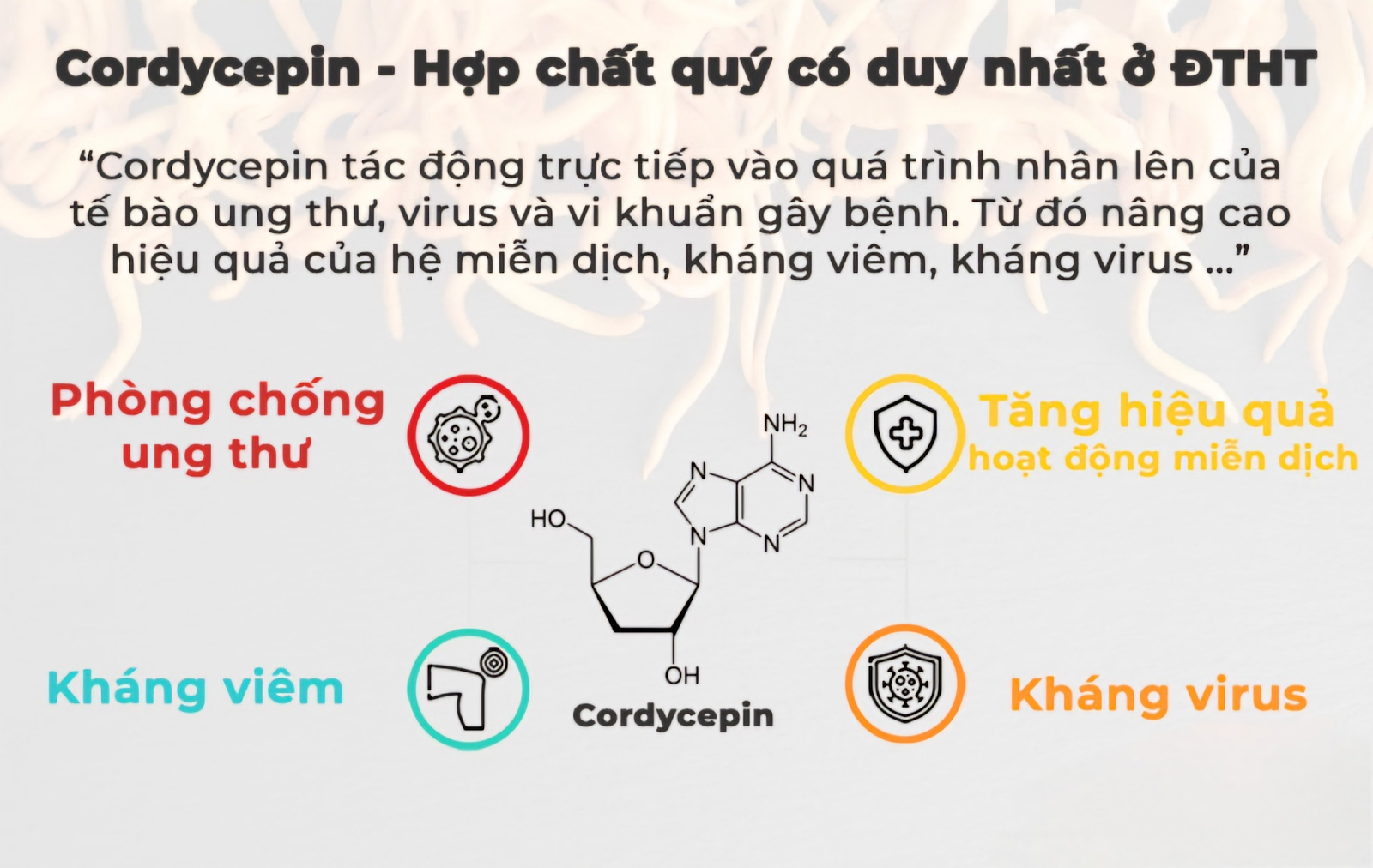  Cordycepin là một loại nucleoside có tác dụng chống ung thư