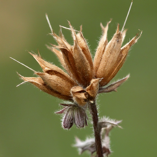 Harvesting Bugloss Seeds: Saving for Future Seasons