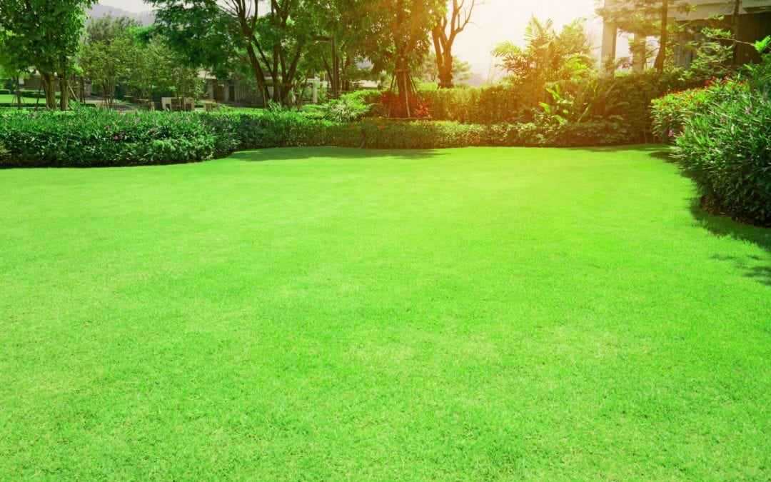 lawn grass 1
