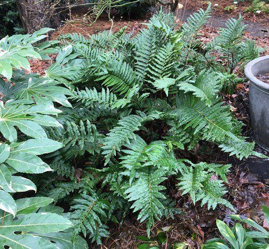 Chilean Hard Fern