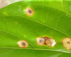 Image of closeup shot of a leaf with visible fungal infections and brown spots