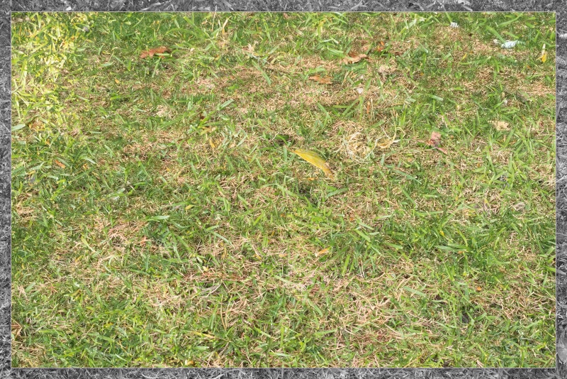 Img01--What is Snow Mold