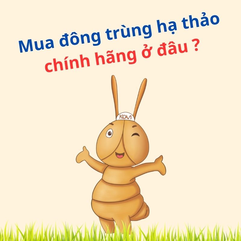 Nên Mua đông trùng hạ thảo chính hãng ở đâu ?