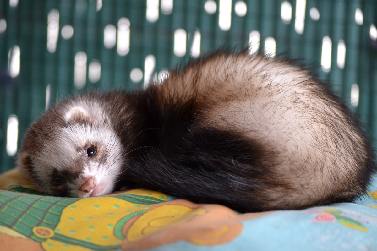 Do Ferrets Shed