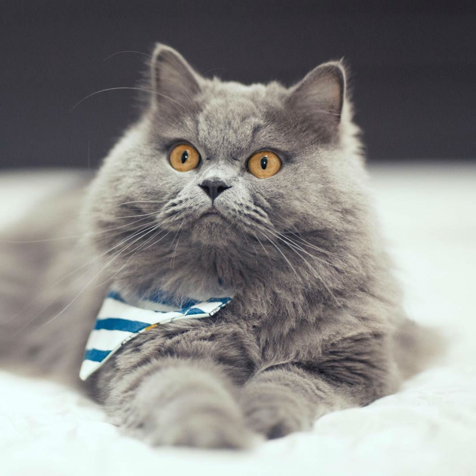 Meet Panther, The Absolutely Stunning Persian Cat (13 Pics)