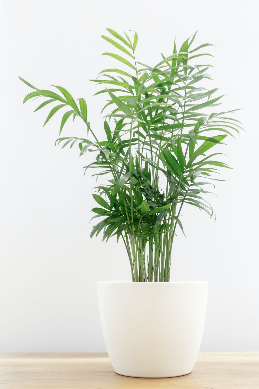 Parlor Palm in a white pot. 