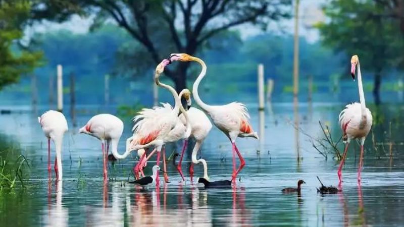 Keoladeo National Park