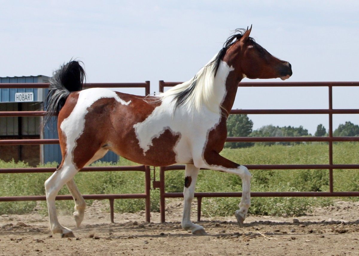 Miniature Horses Therapy