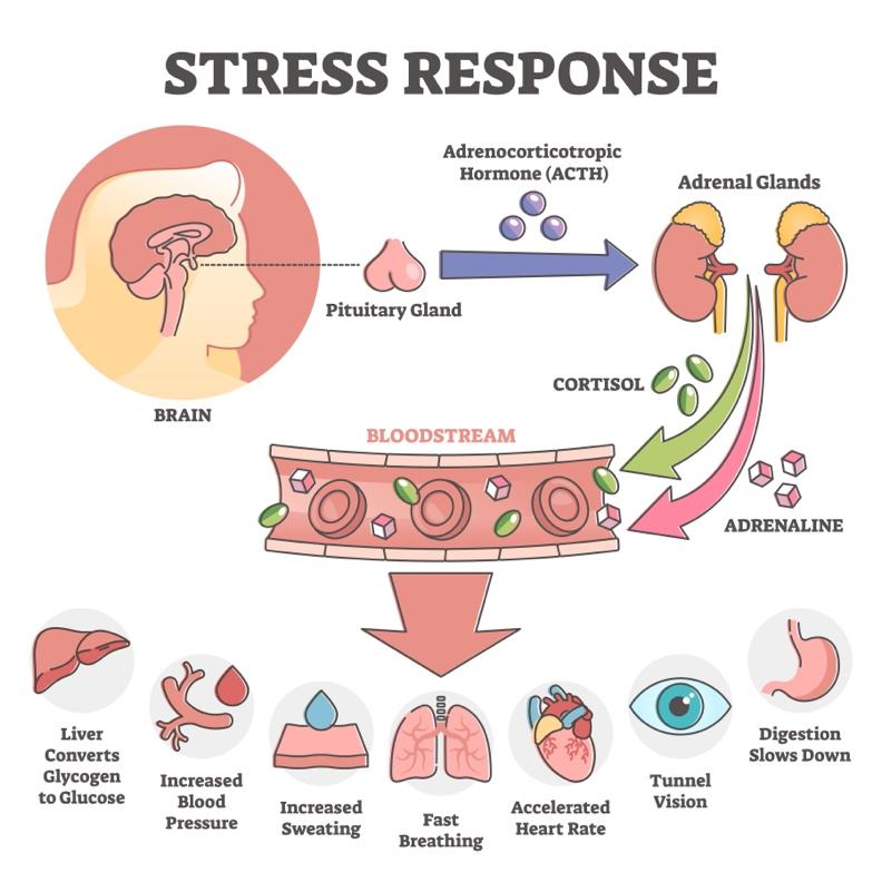 Diagram of the body's response to stress