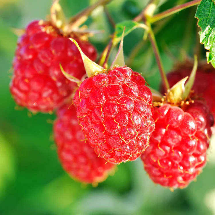 English Thornless Raspberry