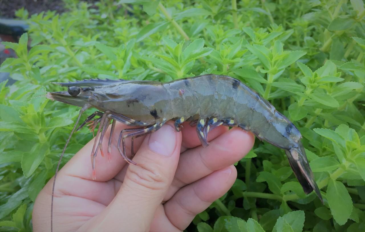 A hand holding a shrimp

Description automatically generated