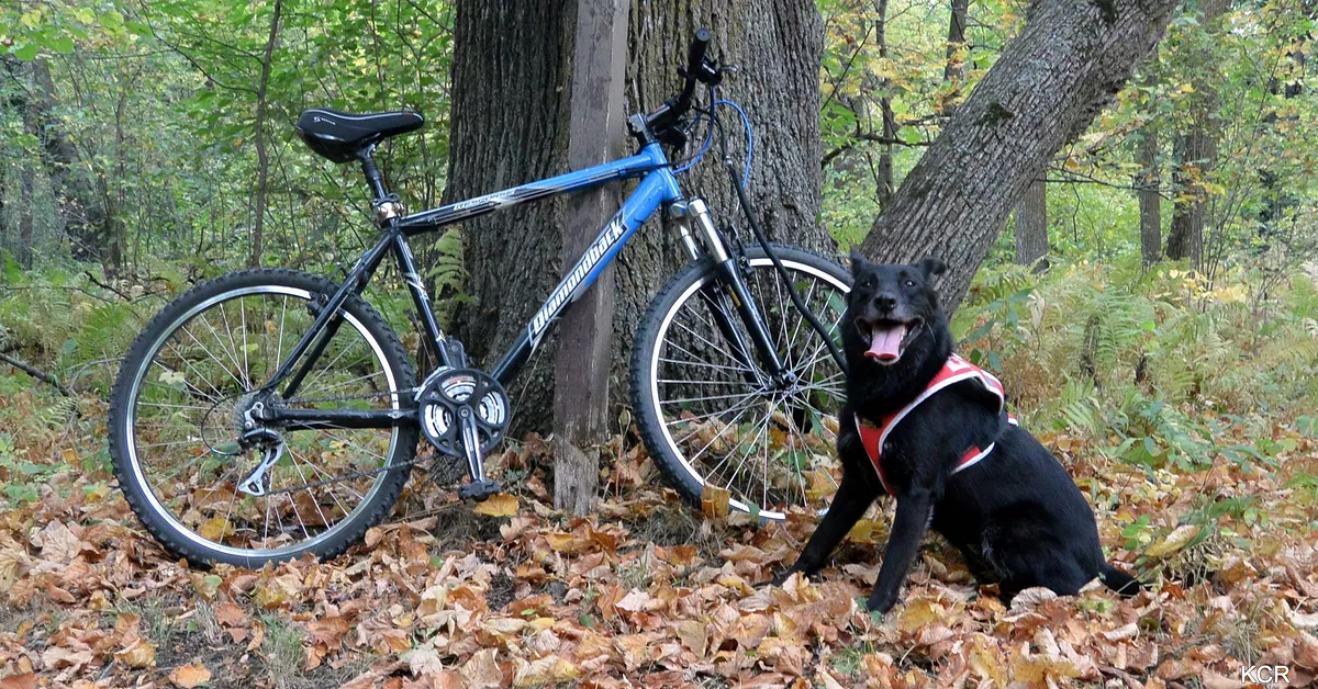 Training a dog to pull a bike 