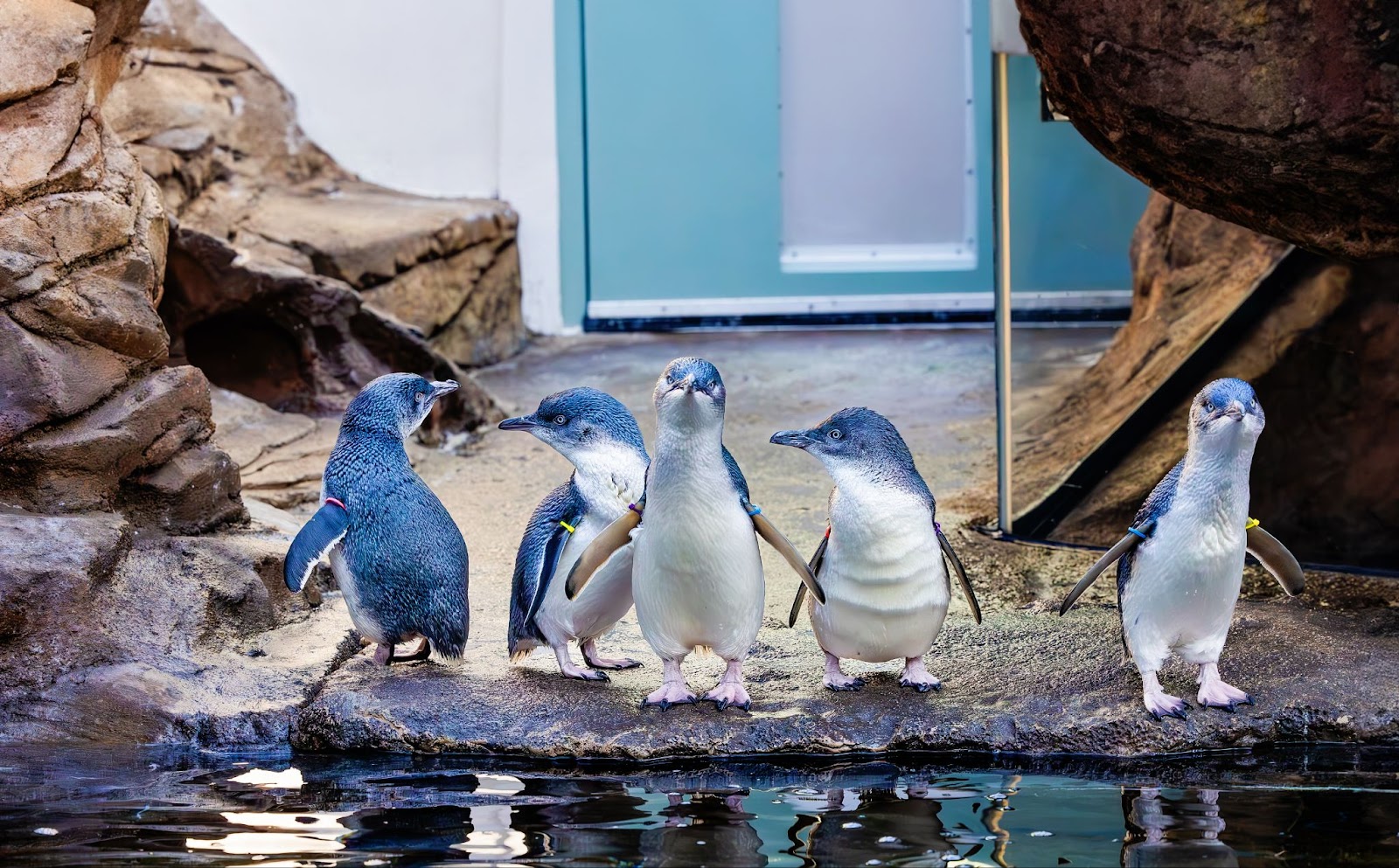 blue penguins birch aquarium