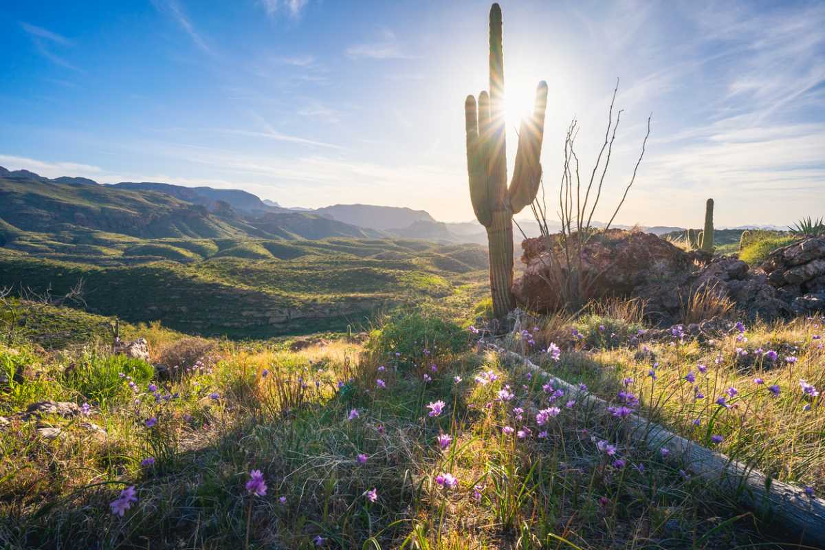 The wilderness near the Apache Trail in Tonto National Forest in Arizona.