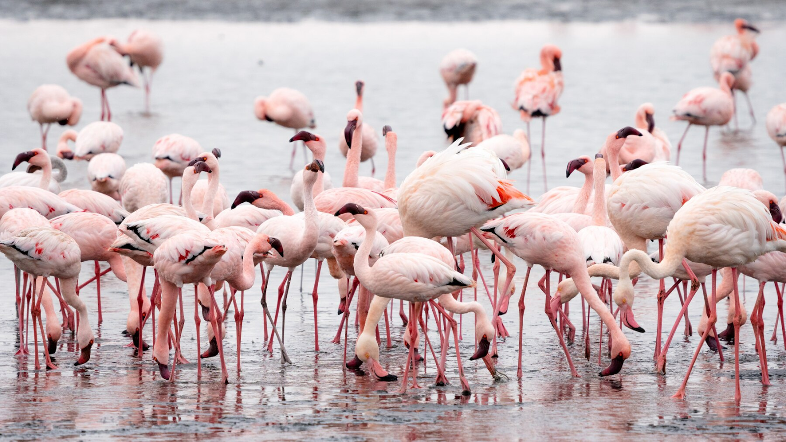 A flock of beautiful flamingos at a bay.