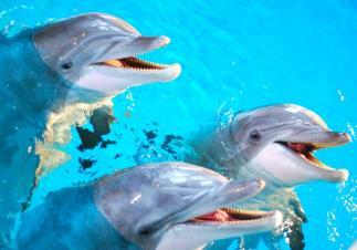 Незабутні емоції подарує Вам дельфінарій в Трускавці