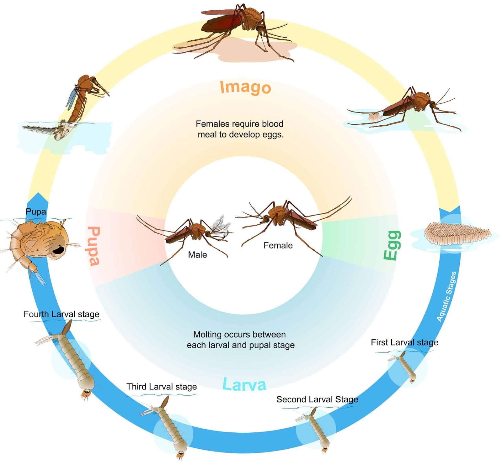 Mosquito Life Cycle: How Long Does a Mosquito Live?