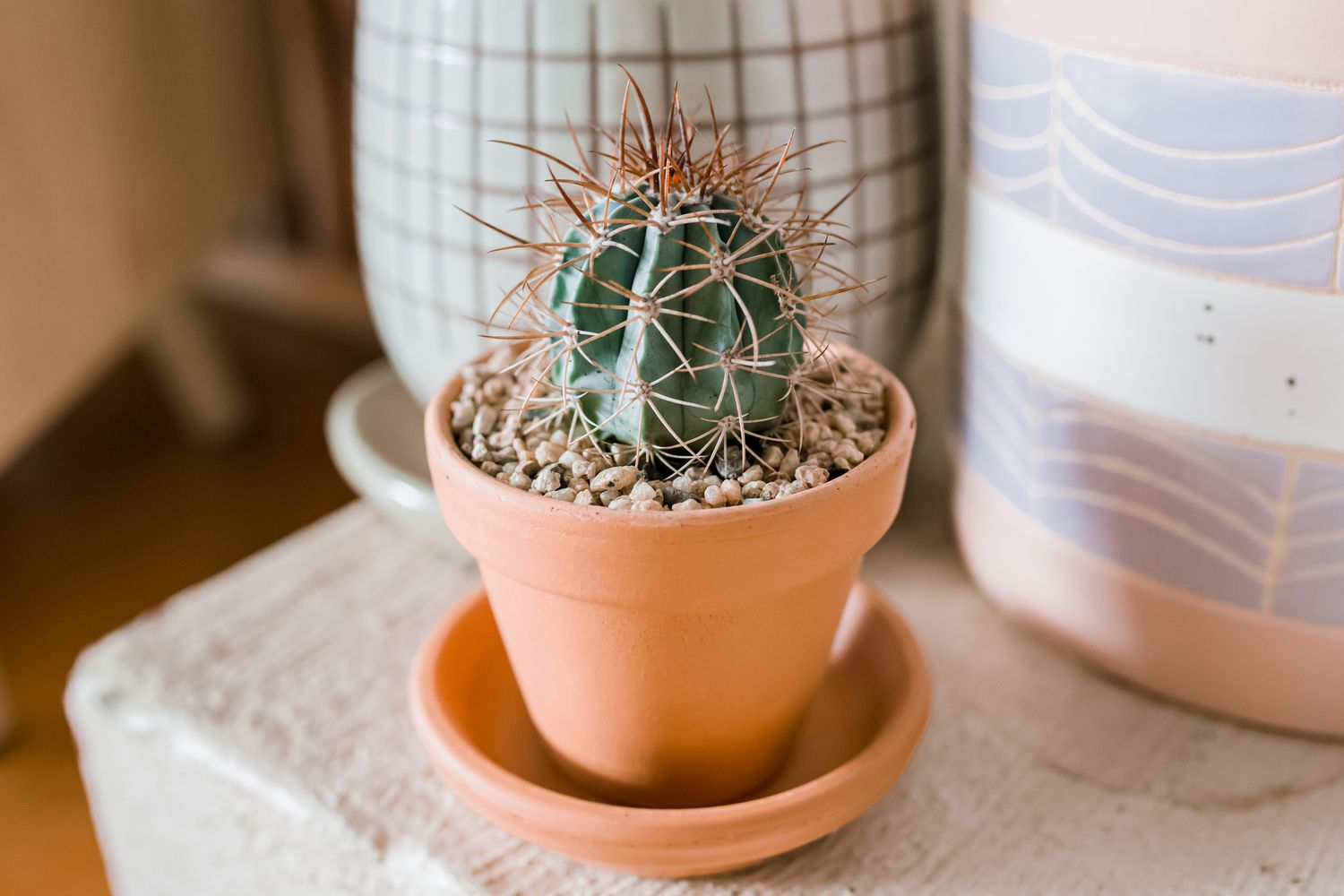 Melon Cactus (Melocactus)