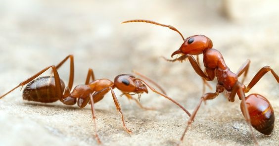 Field ants