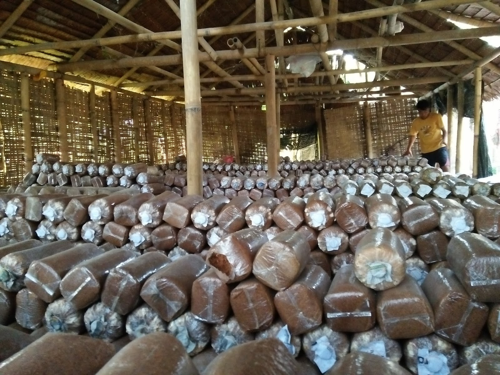 Bibit jamur dari serbuk kayu