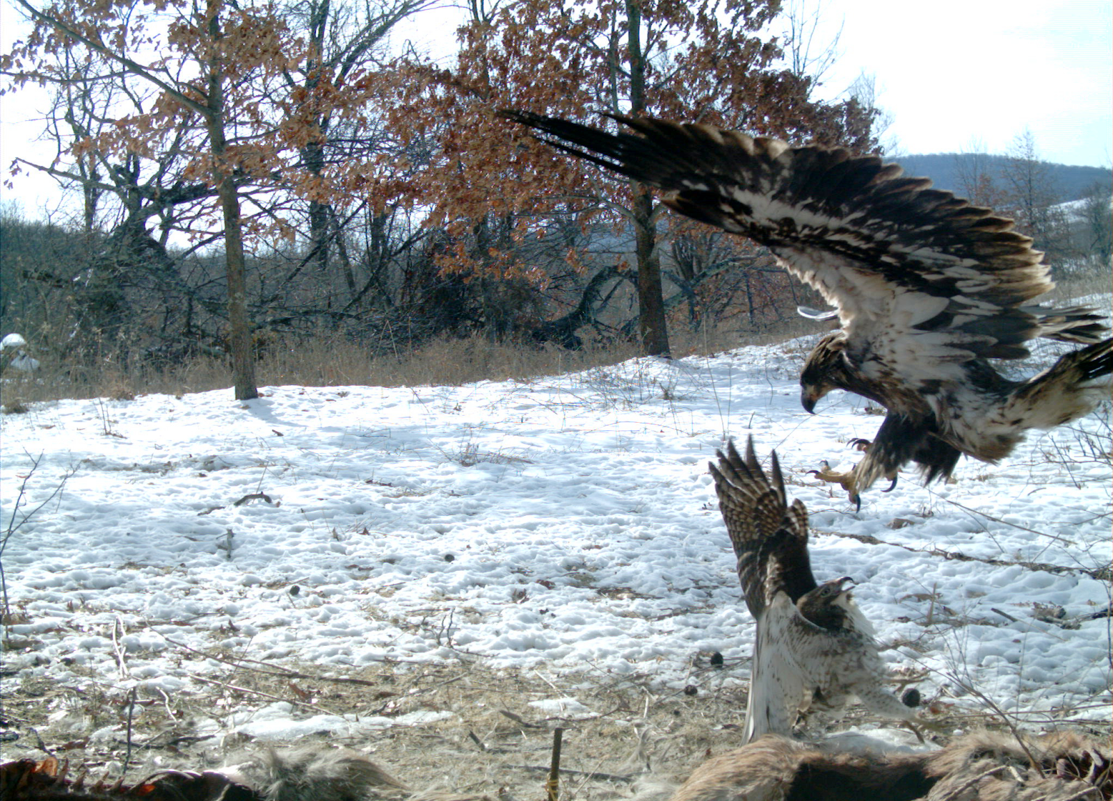 an eagle is fighting