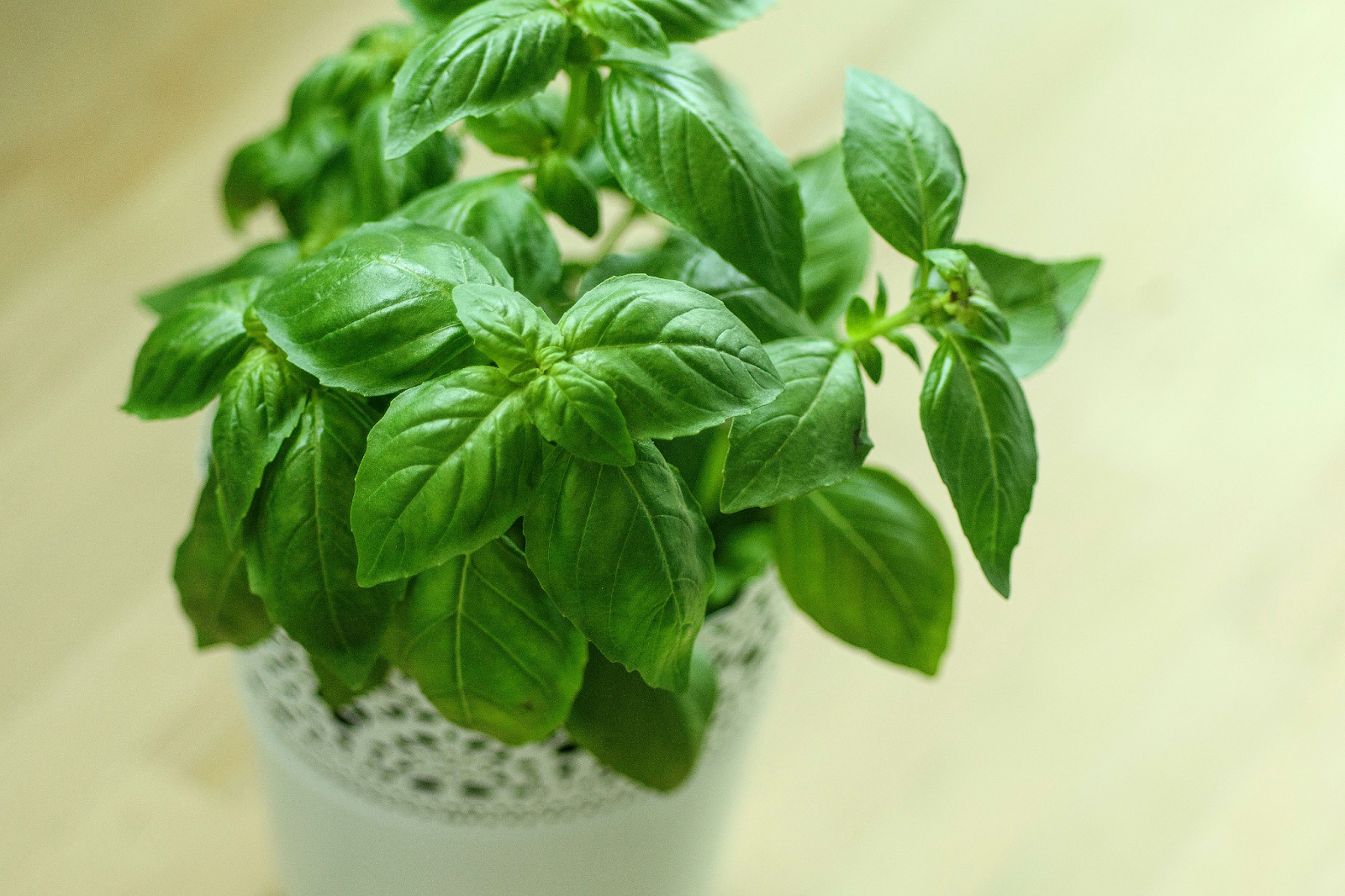 Why are my basil leaves small