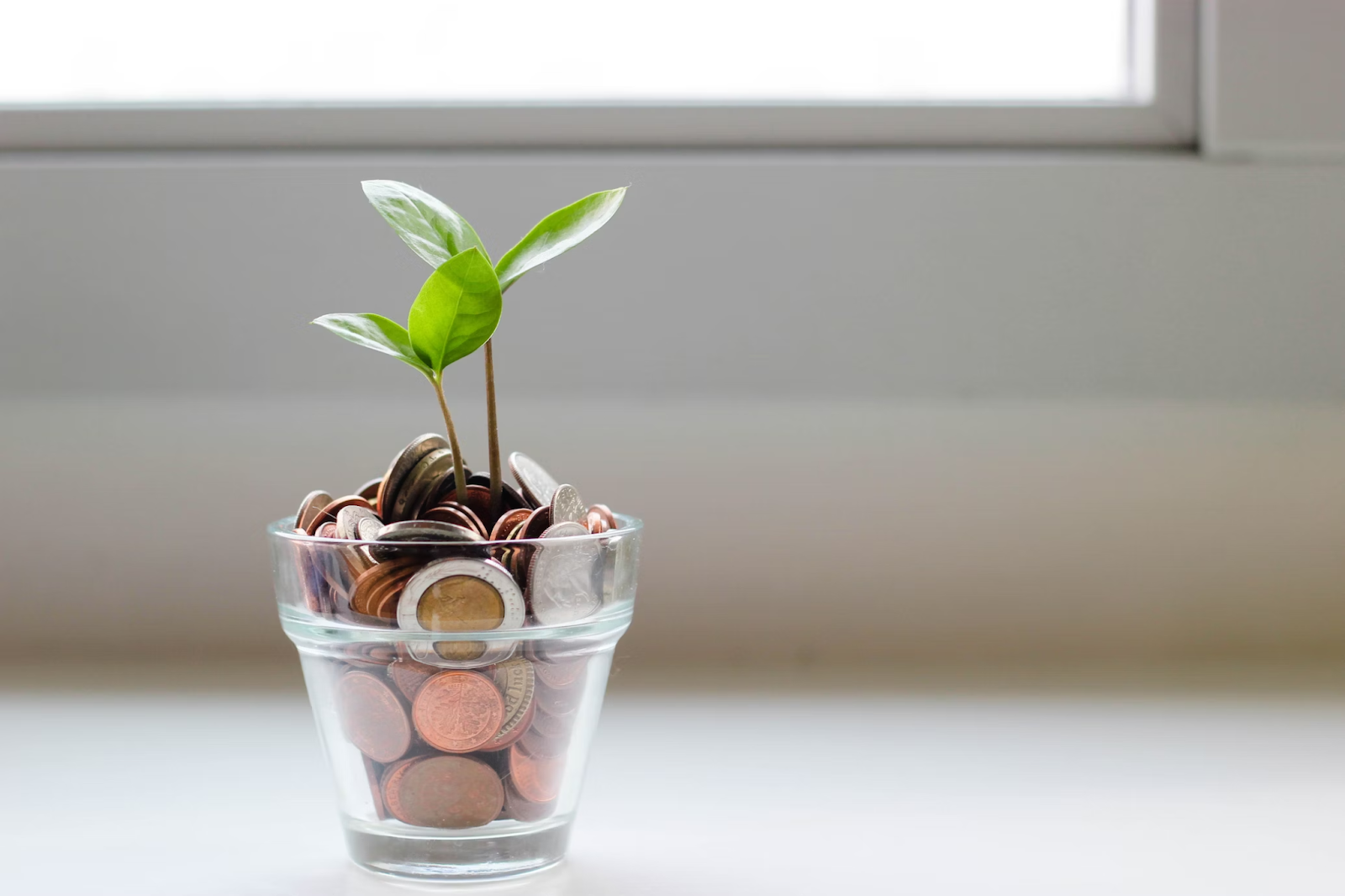 seedlings in a pot of coins
