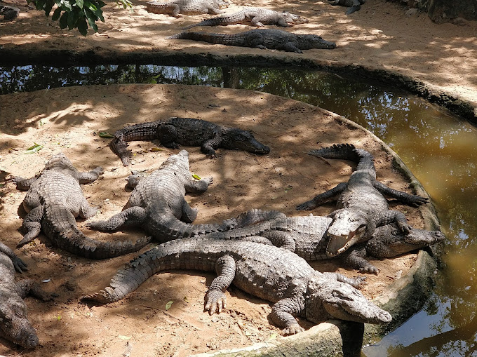 Madras Crocodile Bank Trust, Mahabalipuram
