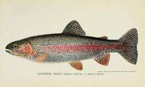 California fish and game (20325855989) - PICRYL - Public Domain Media  Search Engine Public Domain Search
